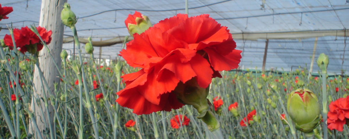 MODIFICACIÓN DE AUTORIZACIÓN EXCEPCIONAL FORMULADOS A BASE DE 1,3