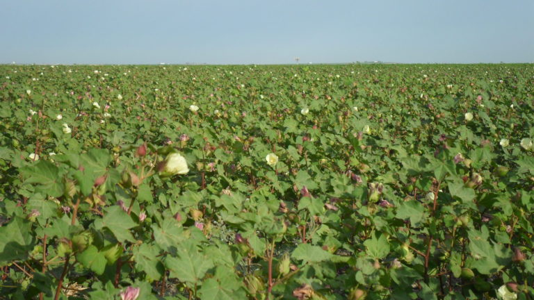 FIJADO EL IMPORTE DEFINITIVO DEL PAGO ESPECÍFICO AL CULTIVO DEL ALGODÓN PARA 2021