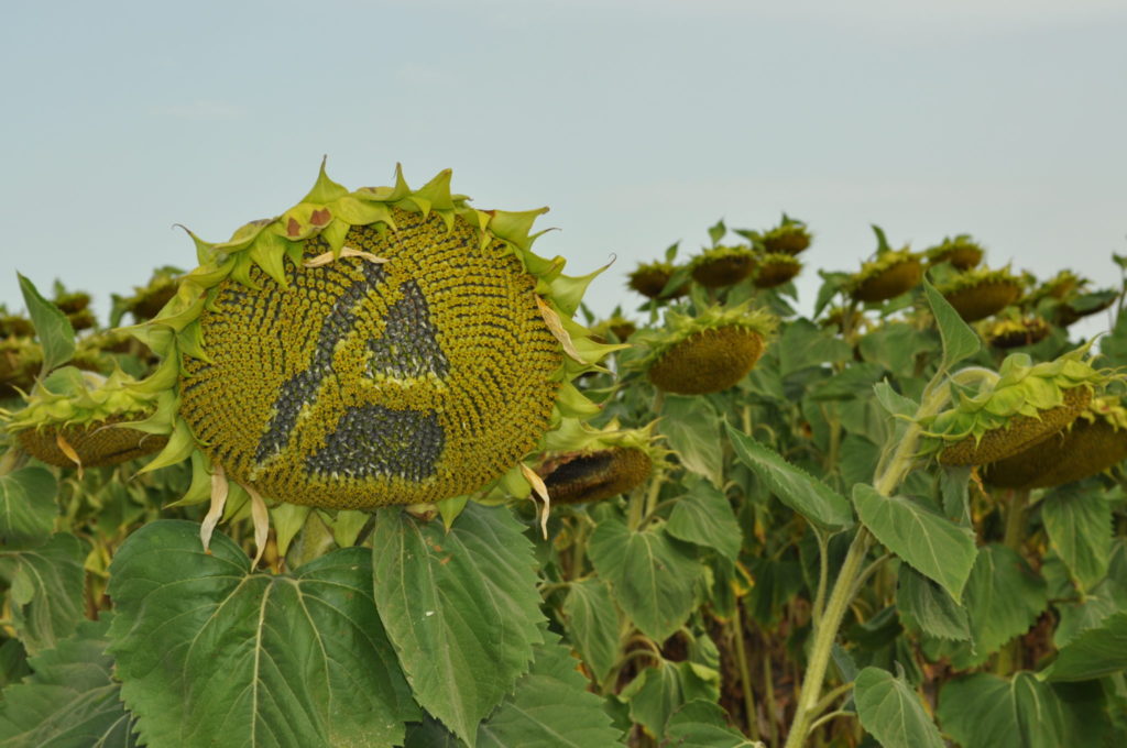 Imagen Pedro Gallardo defiende el apoyo al aceite de girasol frente al de palma y reivindica una mayor claridad en la clasificación homogénea de los cereales