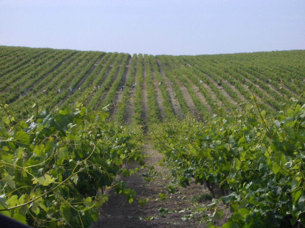 Imagen SE AMPLÍA EL PLAZO PARA LA PRESENTACIÓN DE AUTORIZACIONES PARA LA REPLANTACIÓN DE VIÑEDO HASTA LA QUINTA CAMPAÑA VITÍCOLA