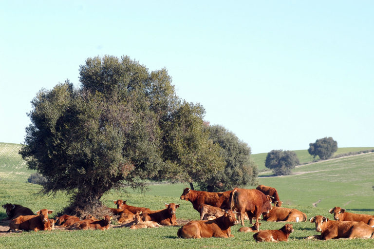 Asaja-Cádiz solicita a la Consejería de Agricultura la puesta en marcha de dos medidas abordadas por la CE