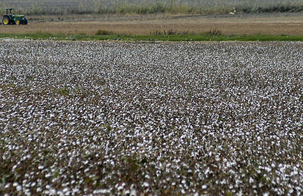 Imagen ESTADO FENOLÓGICO DEL CULTIVO
