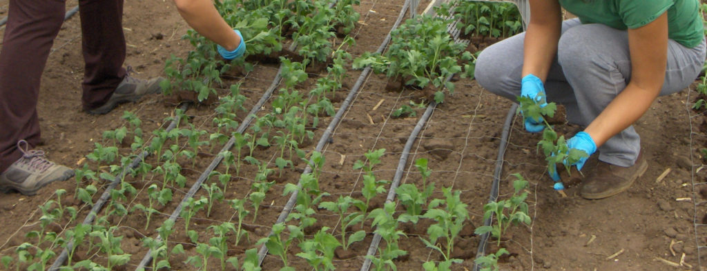Imagen Asaja celebra el viernes, 12 de mayo, las jornadas: «La innovación, clave en el futuro de la PAC»