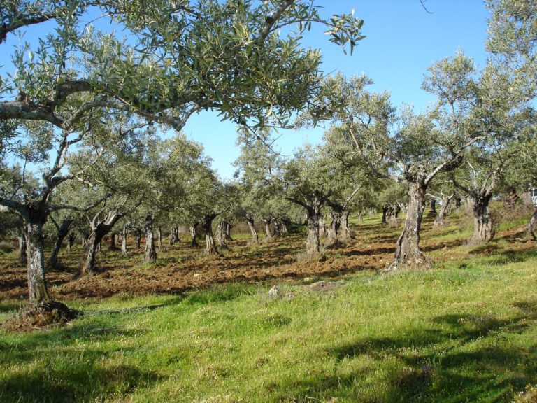 Visita a una finca de olivar superintensivo en secano