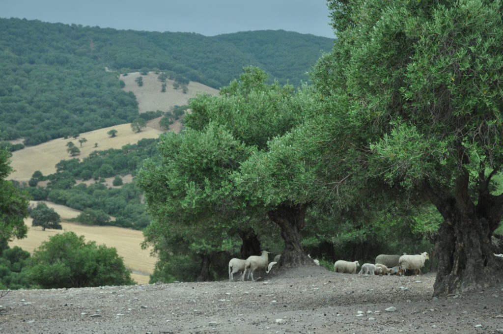 Imagen Asaja-Cádiz se suma a la petición de Asaja-Andalucía de que Fiscal desbloquee, ya, las ayudas forestales
