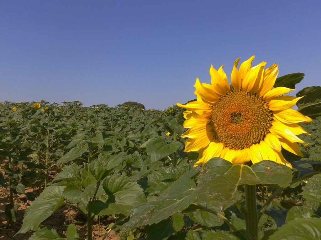 Imagen CUADERNO DE EXPLOTACIÓN