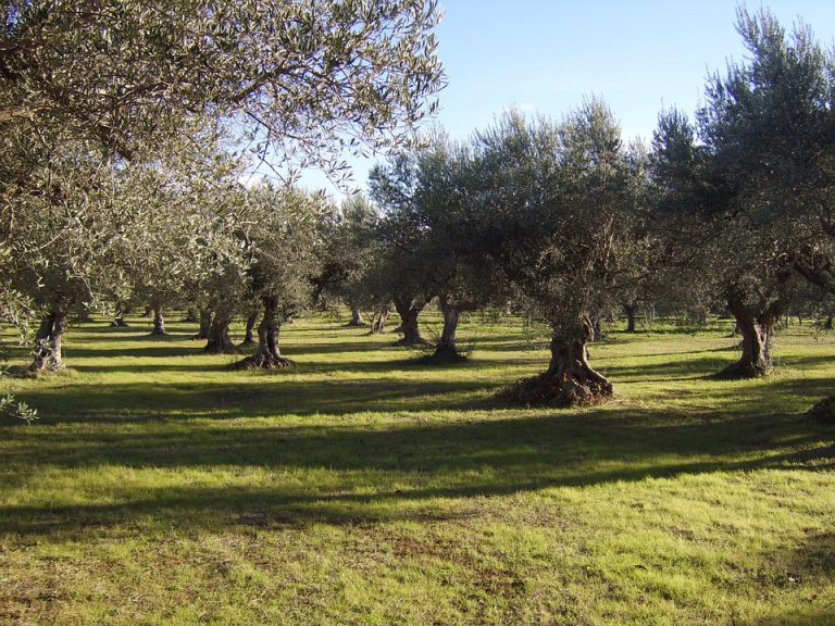 SE APRUEBA PRIMERA ESTRATEGIA ANDALUZA PARA EL OLIVAR