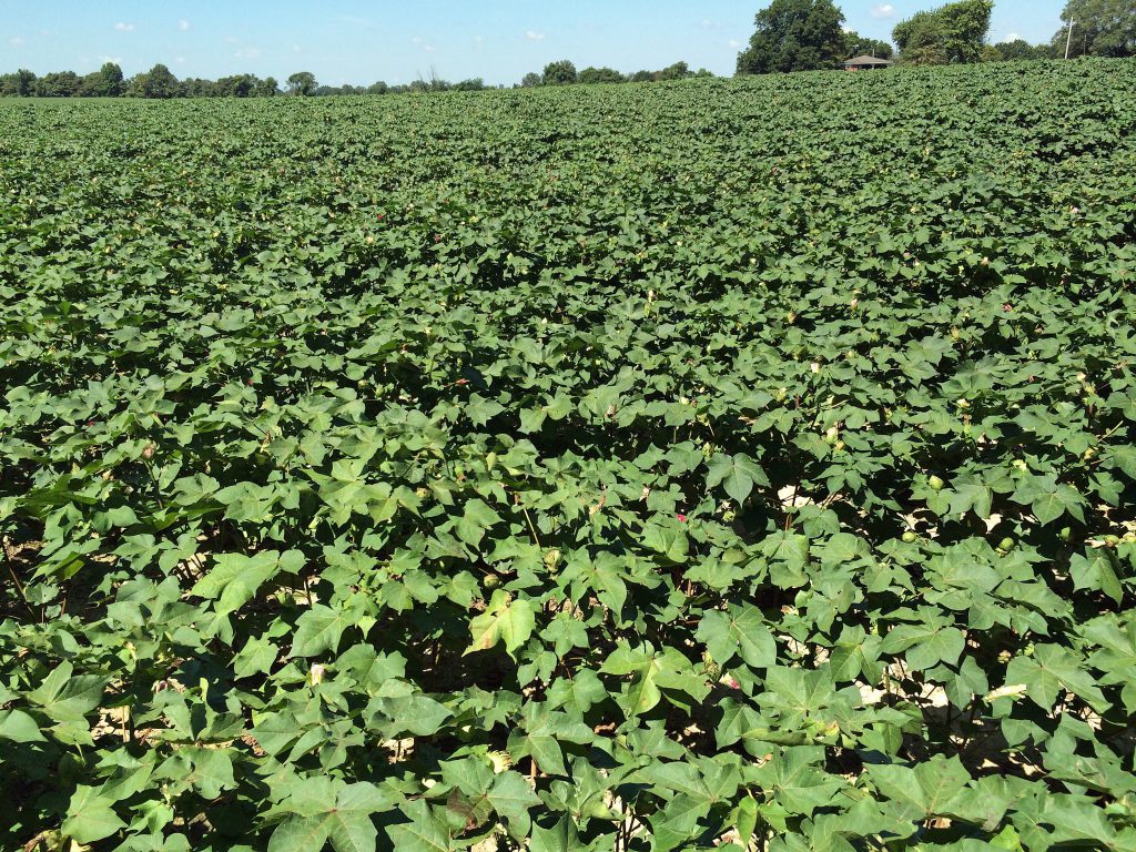 Imagen ENLACES DE INTERÉS