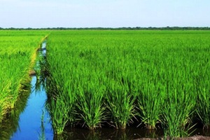 PUBLICADA LA CONVOCATORIA DE LA AYUDA AGROAMBIENTAL DEL ARROZ