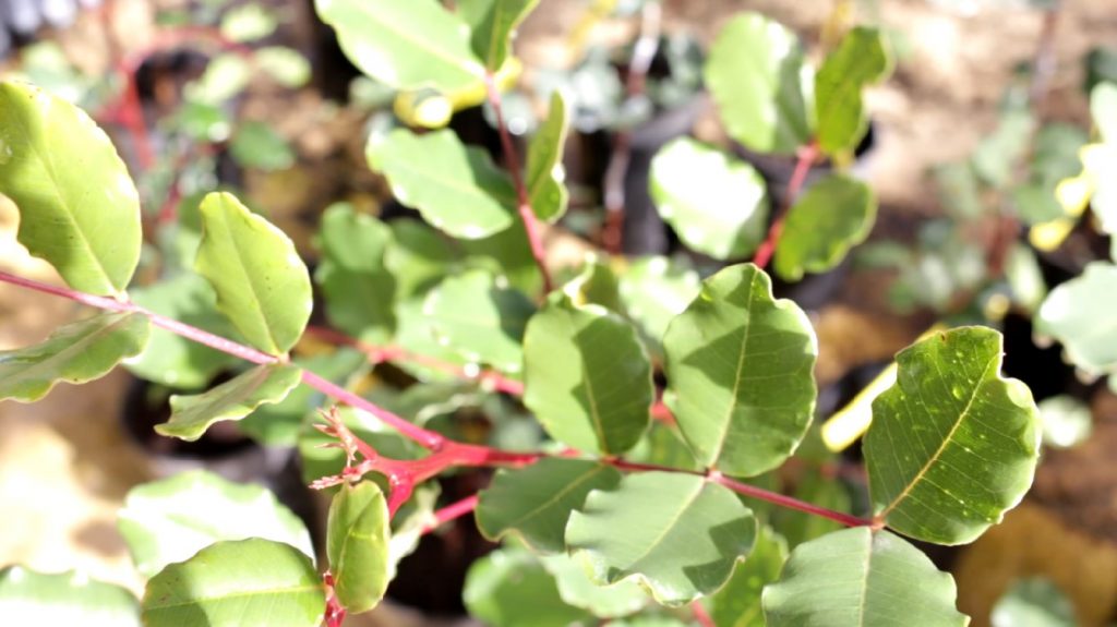 Imagen CUESTIONARIO PARA EL DIAGNÓSTICO DE LA SITUACIÓN DEL ESTADO DEL SECTOR DEL ALGARROBO EN ANDALUCÍA