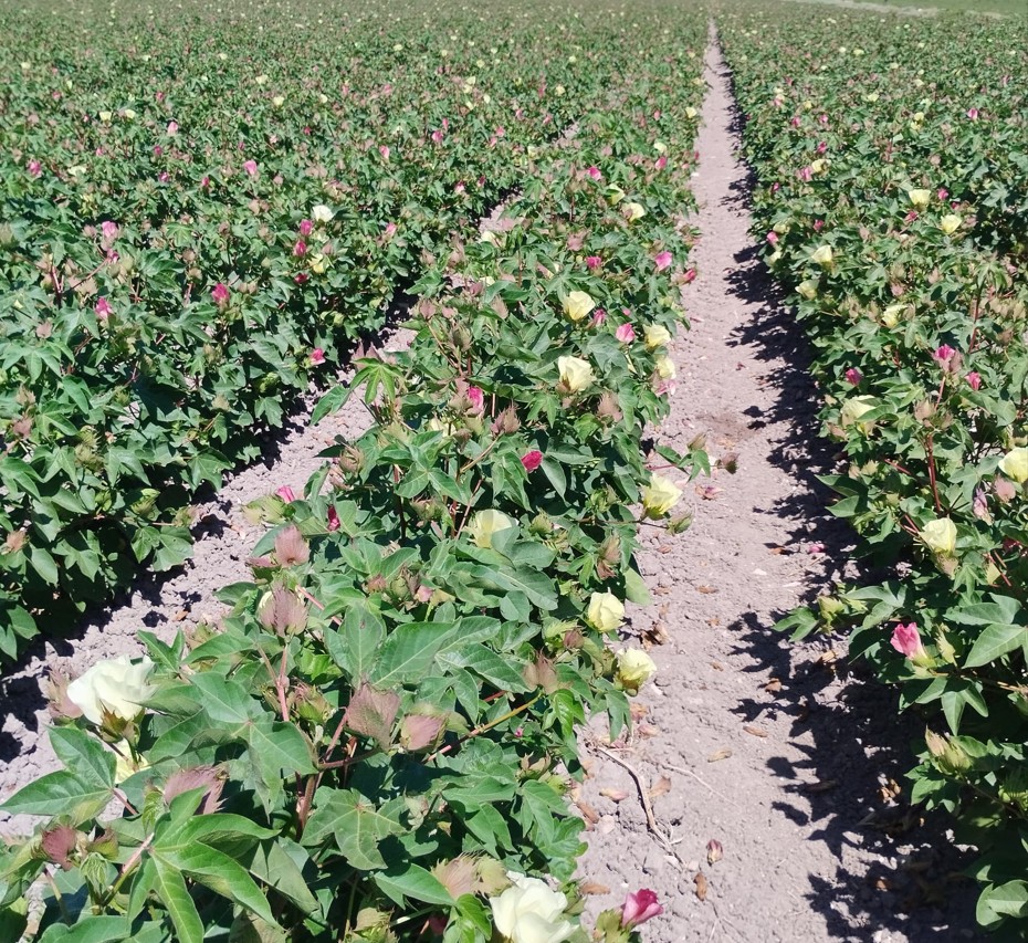 Imagen AGRICULTURA
