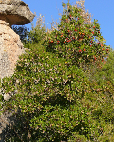 CIERRE PERIMETRAL DE MUNICIPIOS EN EL CAMPO DE GIBRALTAR