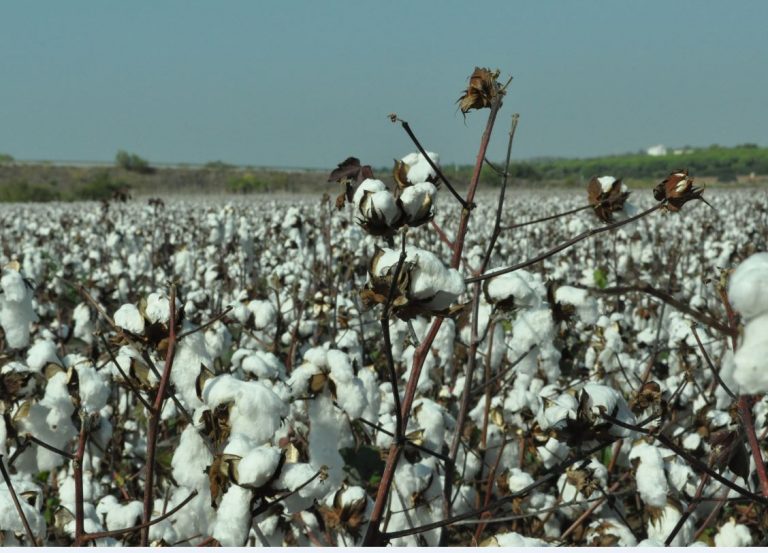 PAGO ESPECÍFICO AL CULTIVO DEL ALGODÓN CAMPAÑA 2020