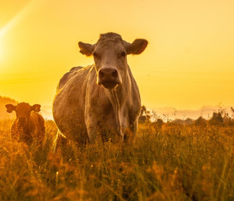 CURSO DE APLICADOR DE BIOCIDAS PARA LA HIGIENE VETERINARIA