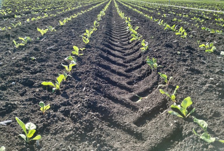 AGRICULTURA