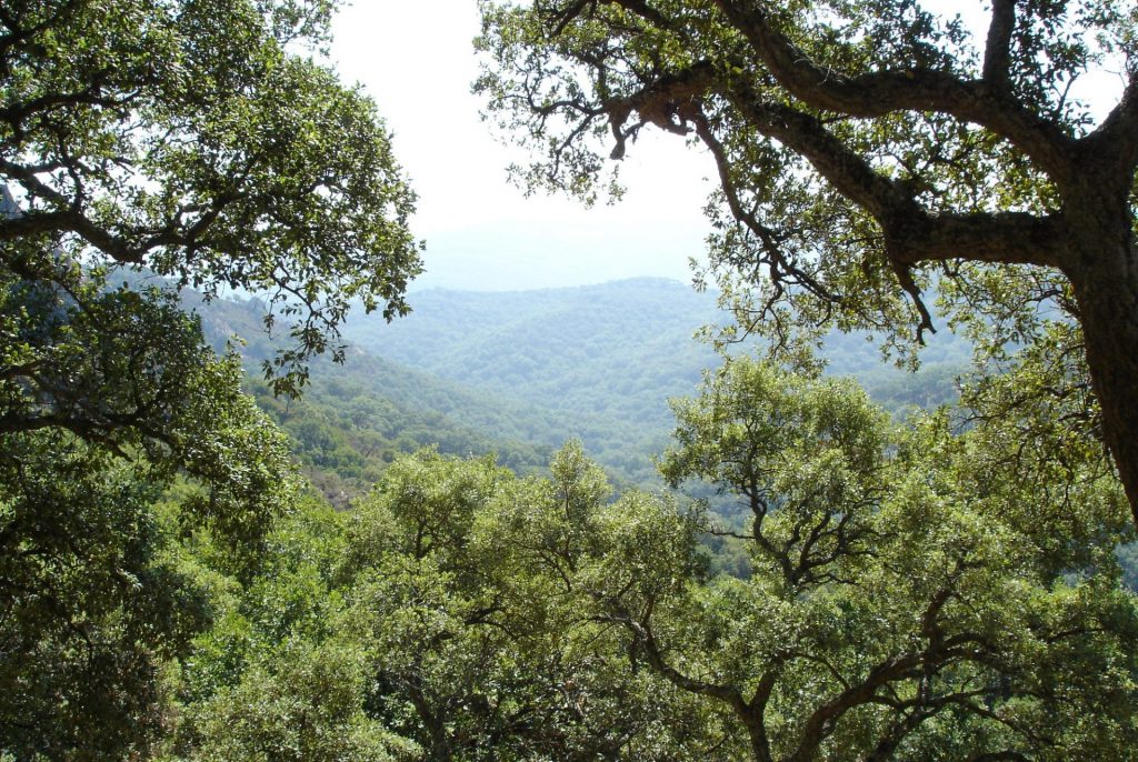 Imagen NUEVA CONVOCATORIA DE AYUDAS FORESTALES PARA 2021