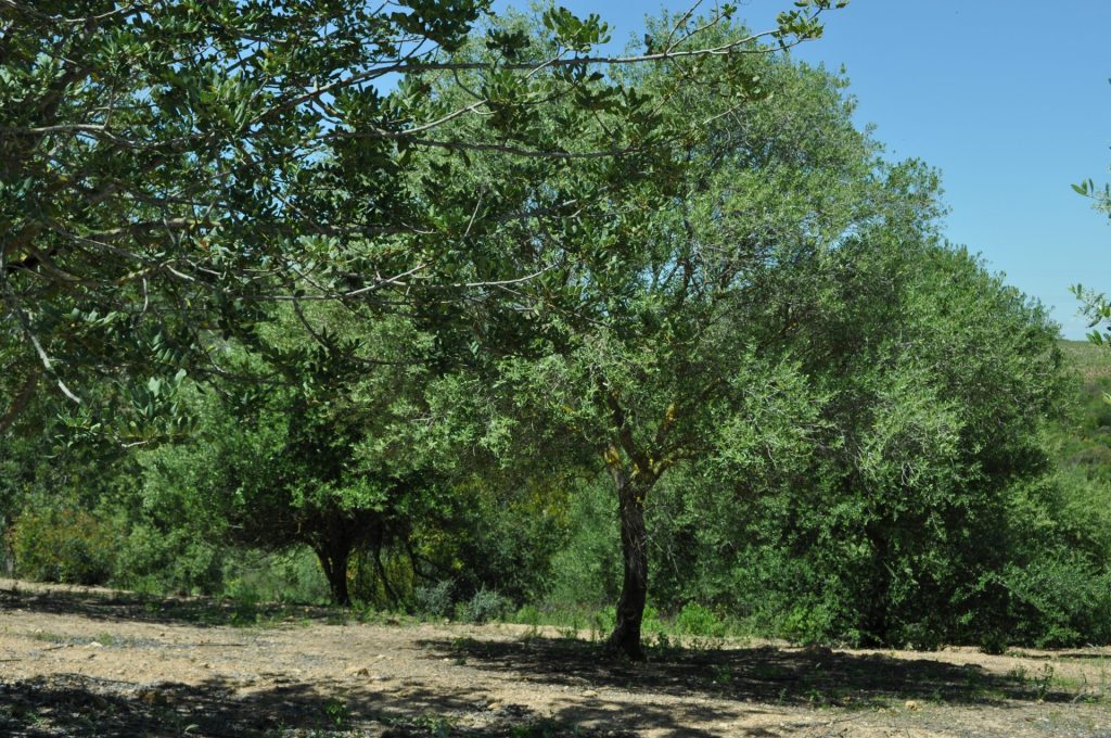 Imagen INSTRUCCIONES ORDENACIÓN DE MONTES: INFORMACIÓN PÚBLICA