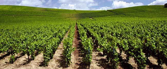 Imagen NUEVO RÉGIMEN VIÑEDO: QUÉ CAMBIA PARA LOS AGRICULTORES