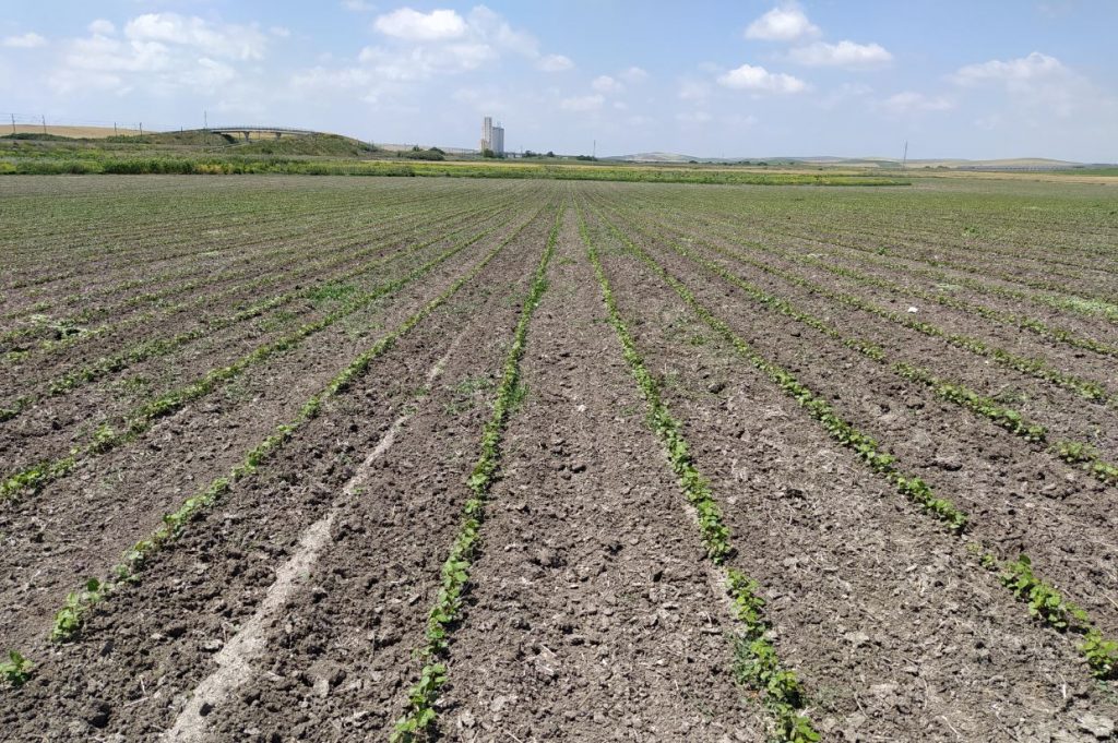 Imagen SOLICITUD AYUDAS PAC 2022