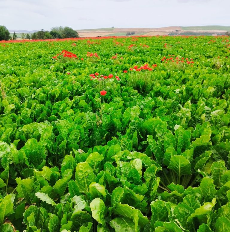 AGRICULTURA