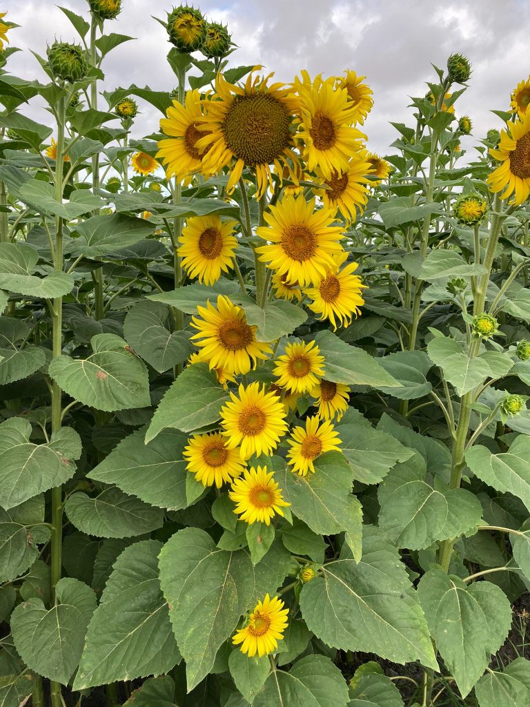 Jornada Técnica de Girasol: Claves Campaña 2026,