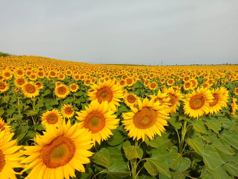 AGRICULTURA