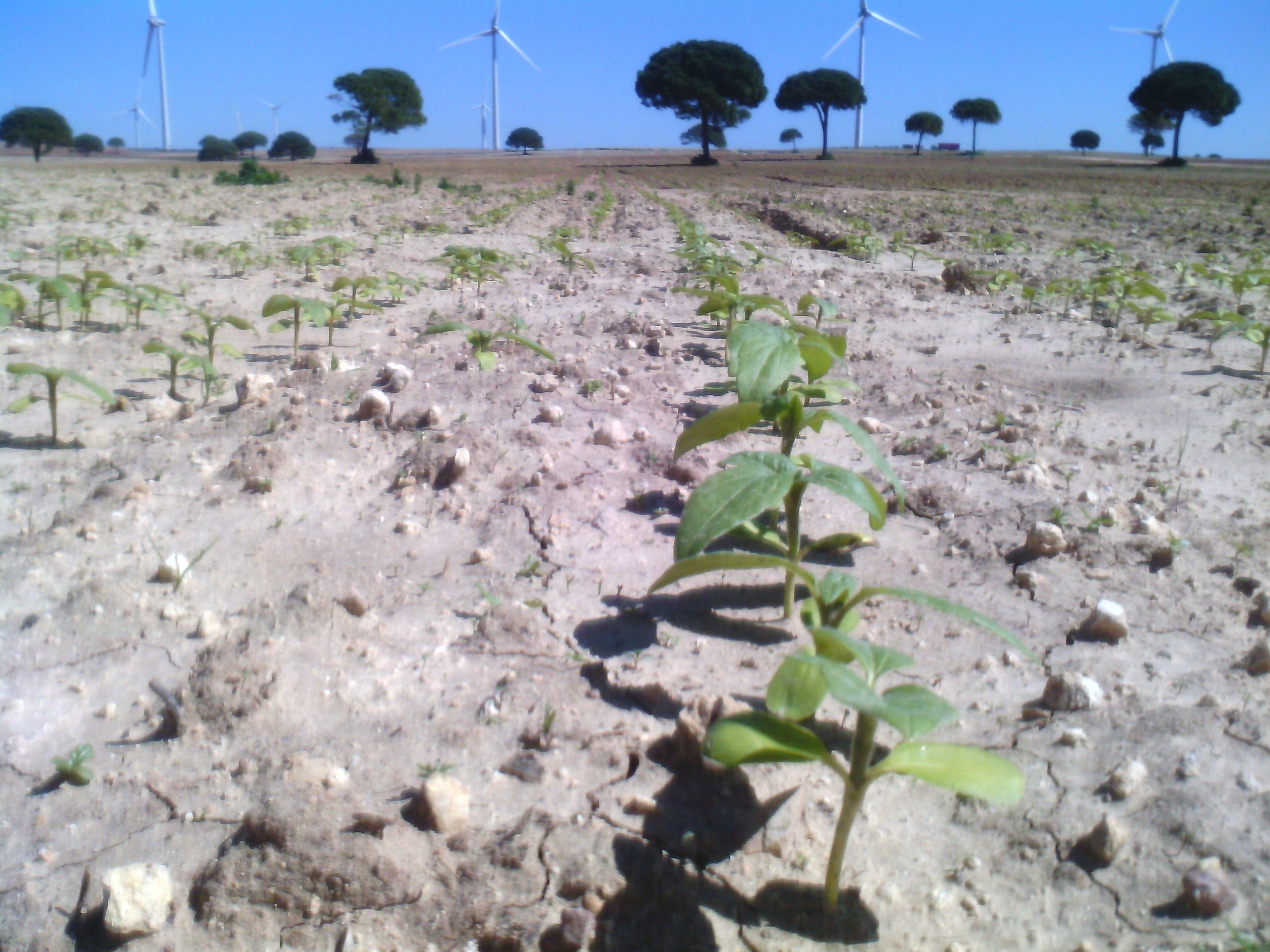 Imagen AGRICULTURA