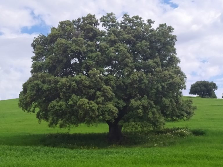 AGRICULTURA