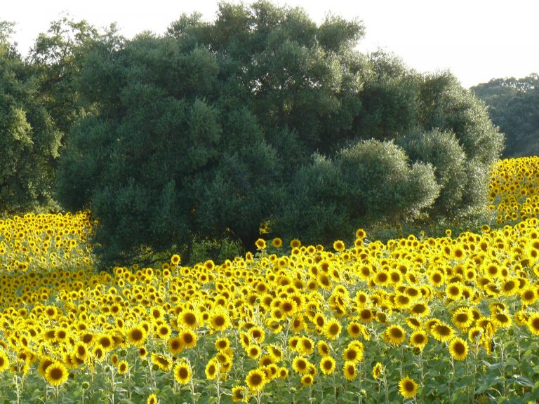 AGRICULTURA