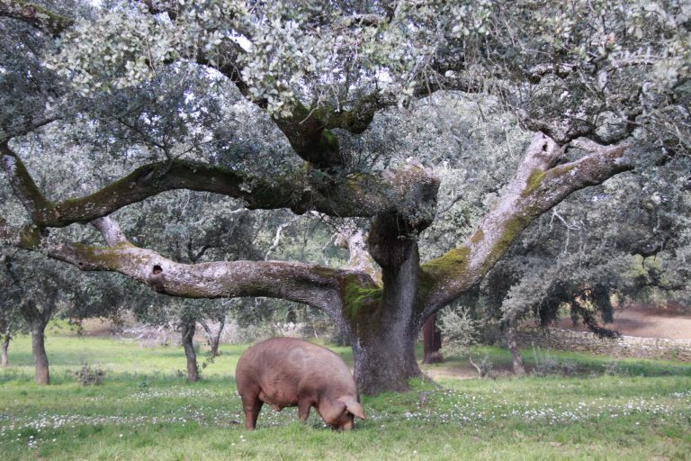 AYUDAS PORCINO IBÉRICO