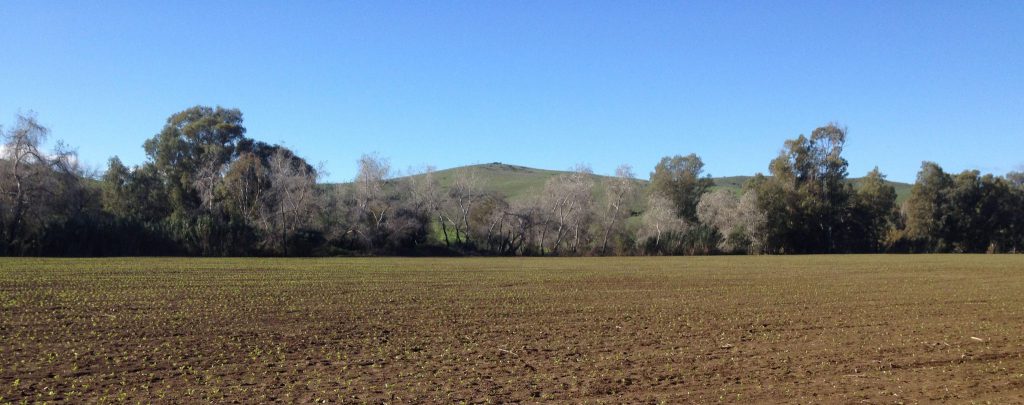 Imagen ESTADO FENOLÓGICO DEL CULTIVO