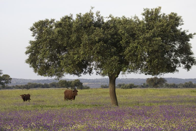 AGRICULTURA