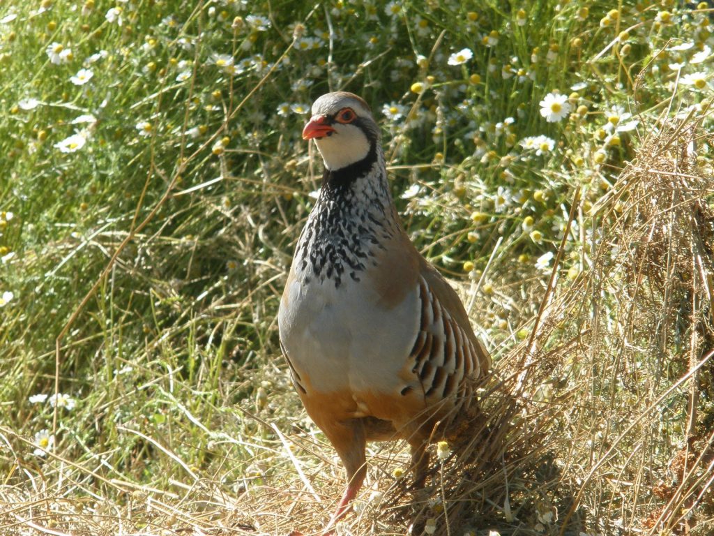 Imagen MEMORIA ANUAL DE ACTIVIDADES CINEGÉTICAS: TEMPORADA 2019/2020