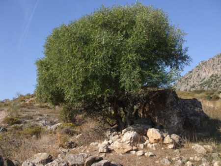 ZONA DE ESPECIAL CONSERVACIÓN DE LOS ACEBUCHALES DE LA CAMPIÑA DEL SUR DE CÁDIZ