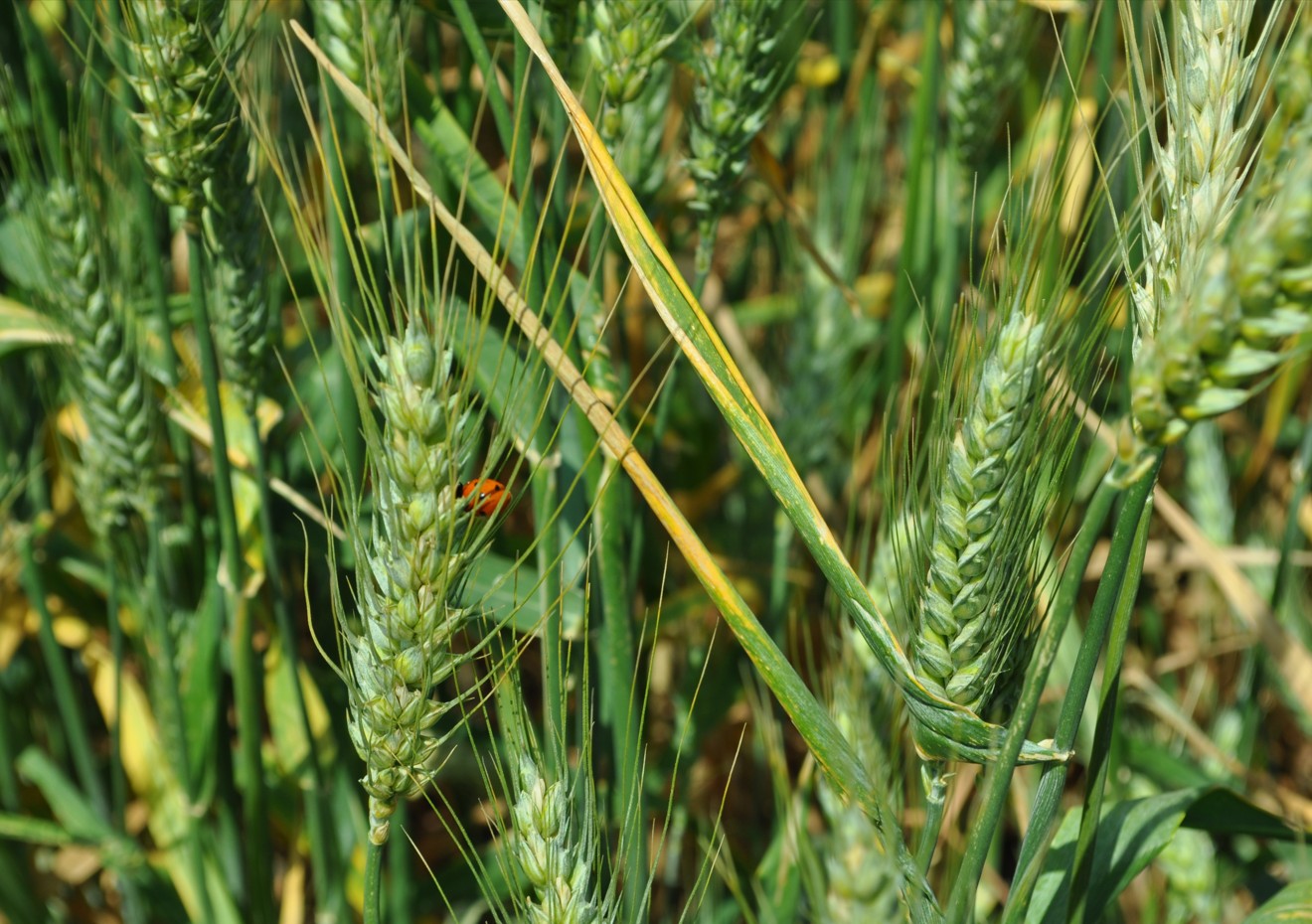 Imagen AGRICULTURA