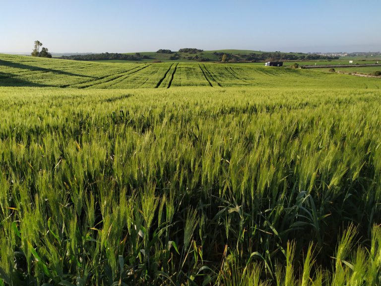 AGRICULTURA