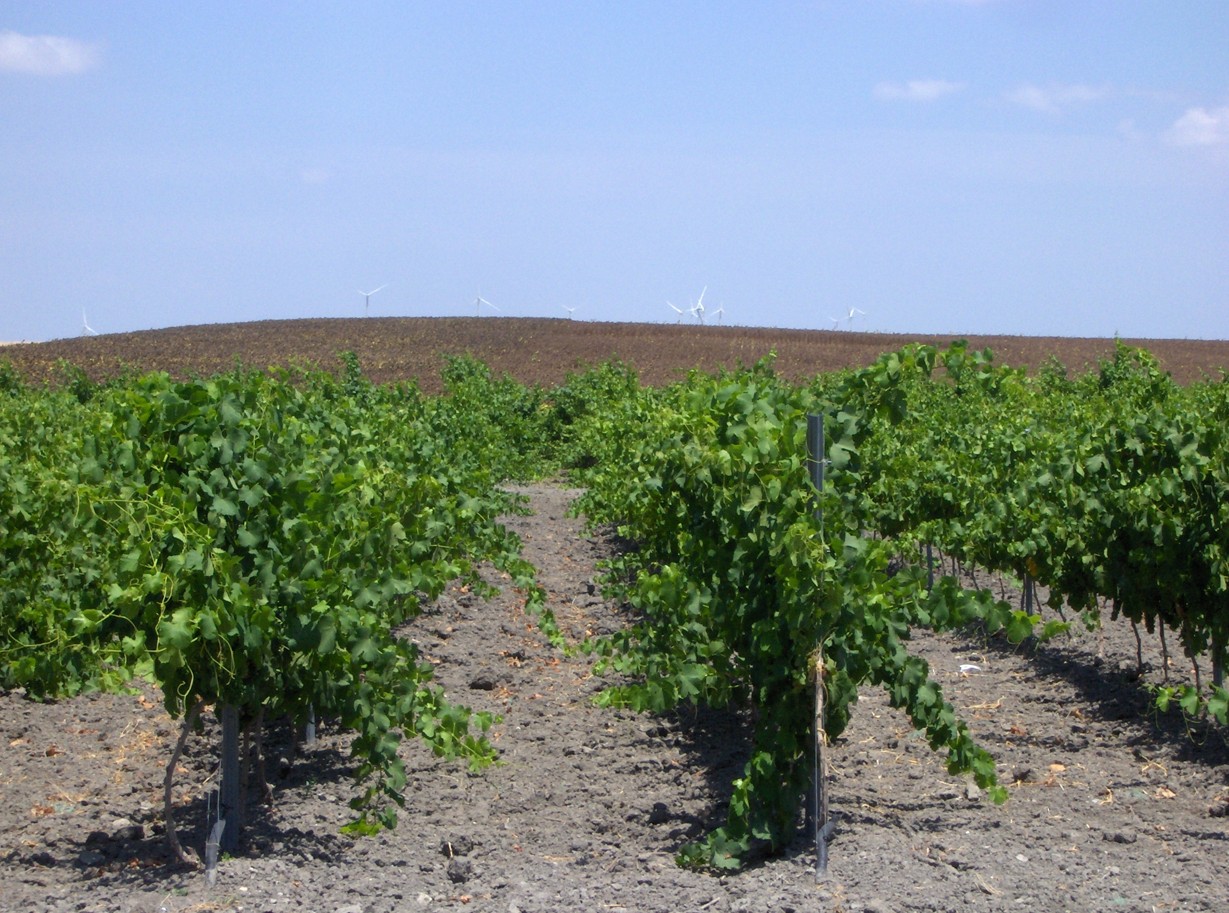 Imagen NUEVOS MODELOS DECLARACIÓN DE COSECHA DE VIÑA PARA PRODUCTORES Y ALMACENISTAS
