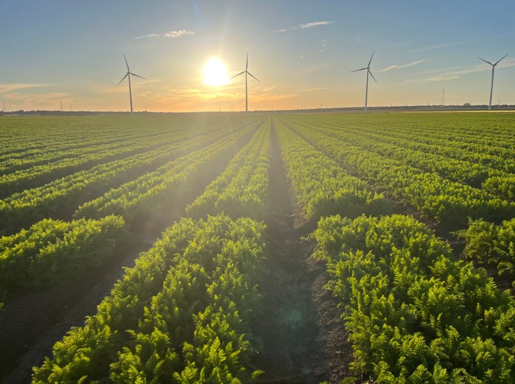 Imagen INICIO CAMPAÑA PAC 2026 Y PARTICULARIDADES