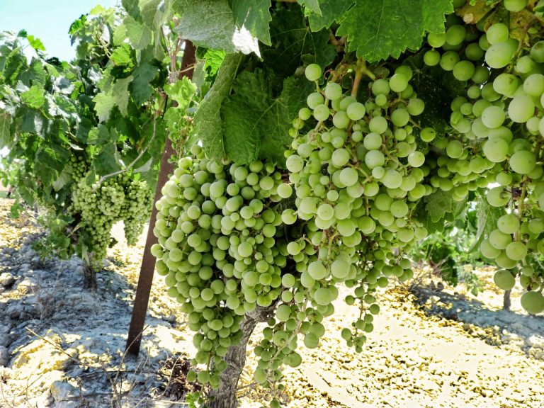 AGRICULTURA