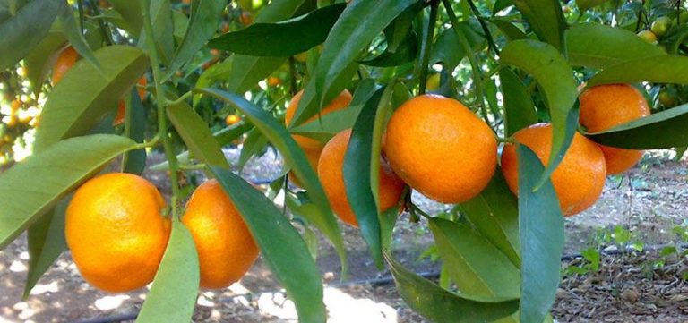 PUBLICADO EL LISTADO DE BENEFICIARIOS PROVISIONALES DE LAS AYUDAS DIRECTAS ESTATALES A FRUTALES