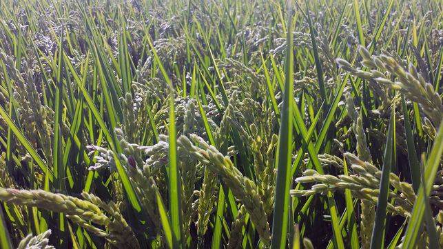 EXCEPCIONALIDAD EN EL CUMPLIMIENTO DE REQUISITOS DEL PAGO VERDE Y AYUDA AGROAMBIENTAL (10.1.8) PARA EL CULTIVO DEL ARROZ