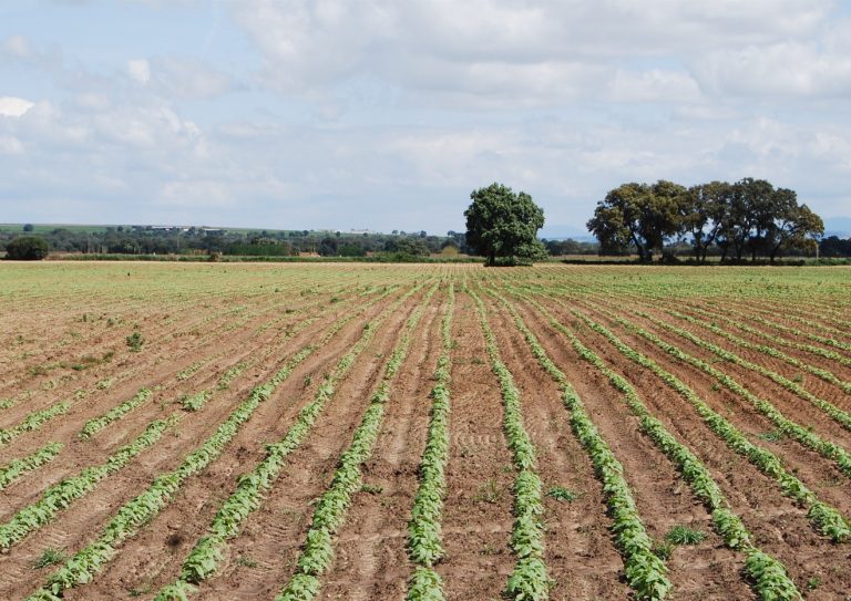 AGRICULTURA