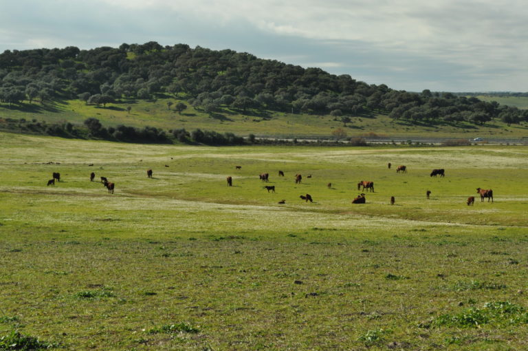 Asaja-Cádiz satisfecha con la aprobación del aprovechamiento de pastos en superficie de barbecho con interés ecológico