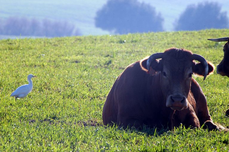 PUBLICADAS LAS RECOMENDACIONES PARA LA PREVENCIÓN DE LA LENGUA AZUL
