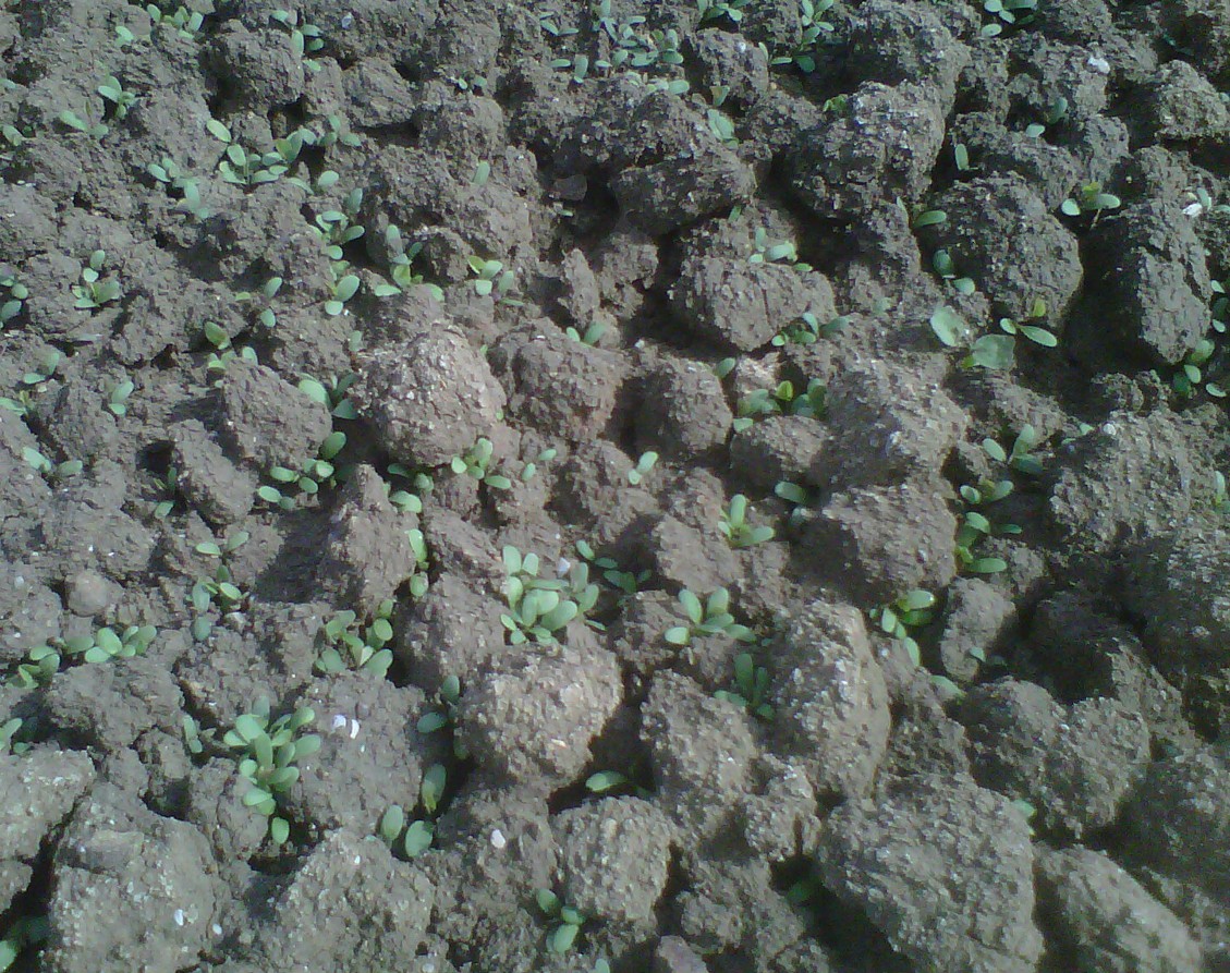 Imagen EXTRACTO DE LA ORDEN DE 31 DE MARZO DE 2026 POR LA QUE SE CONVOCAN LAS SUBVENCIONES PREVISTAS EN EL REAL DECRETO 388/2021, DE 1 DE JUNIO, POR EL QUE SE ESTABLECEN LAS BASES REGULADORAS DE LAS SUBVENCIONES DESTINADAS A LA OBTENCIÓN DE AVALES DE LA SOCIEDAD ANÓNIMA ESTATAL DE CAUCIÓN AGRARIA S.M.E. (SAECA) POR TITULARES DE EXPLOTACIONES AGRARIAS, DE OPERADORES ECONÓMICOS DEL SECTOR PESQUERO O DE INDUSTRIAS AGROALIMENTARIAS QUE GARANTICEN PRÉSTAMOS PARA SU FINANCIACIÓN.