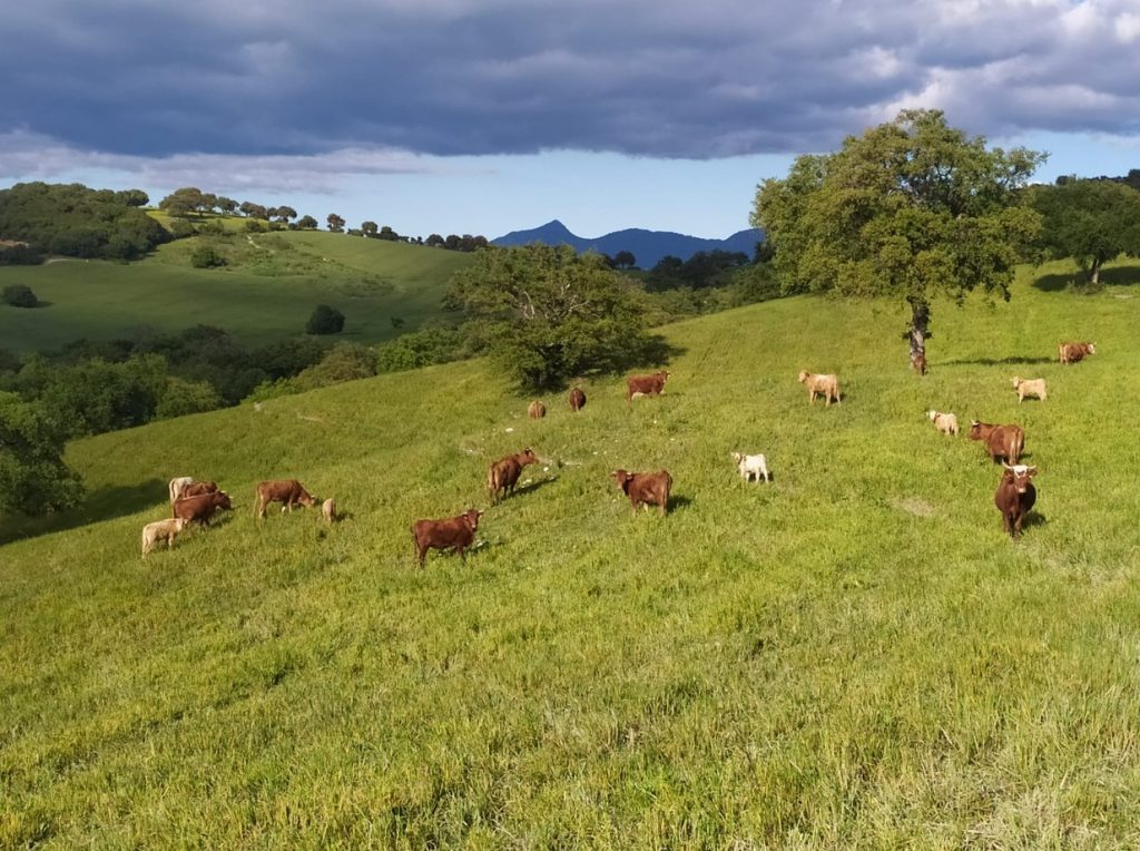 Imagen PUBLICADAS FLEXIBILIDADES PARA ECORREGÍMEN DE ROTACIÓN DE CULTIVOS Y SIEMBRA DIRECTA. CAMPAÑA PAC 2026