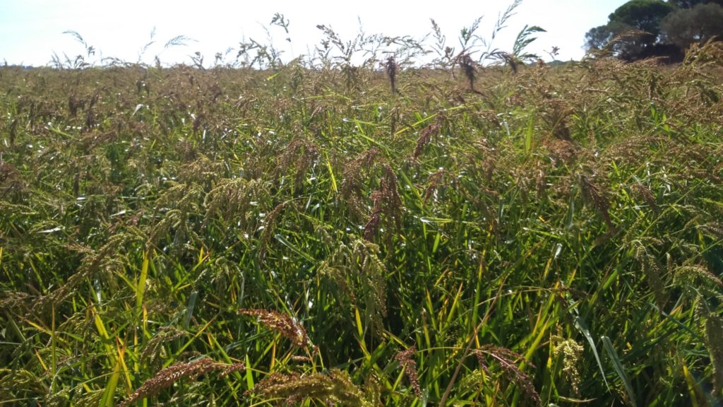 Imagen ESTADO FENOLÓGICO DEL CULTIVO