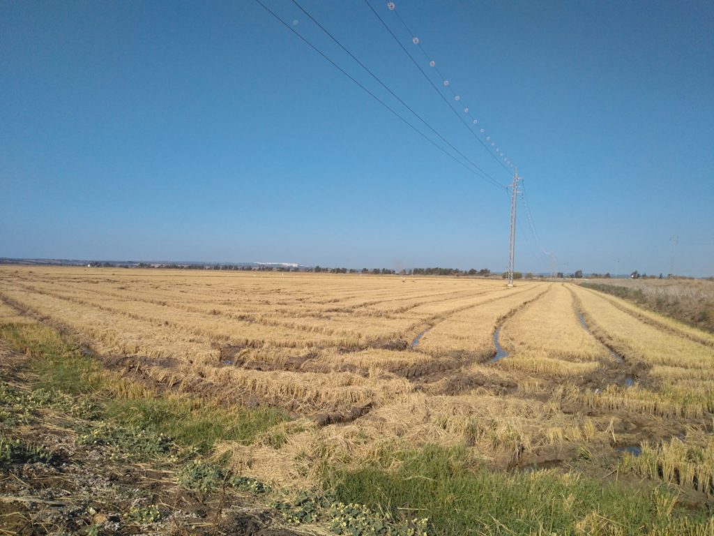 Imagen INCIDENCIAS: PLAGAS Y ENFERMEDADES