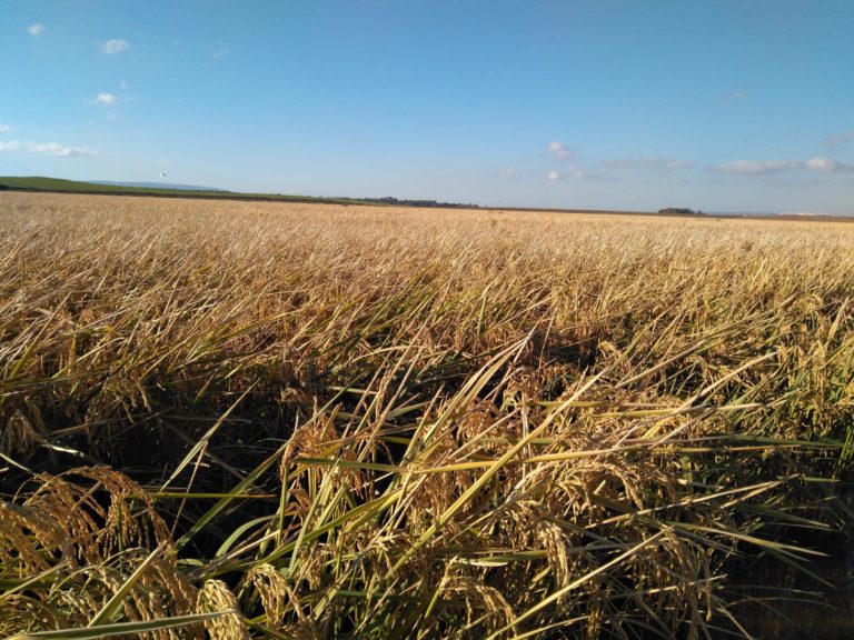 PROCESAMIENTO INDUSTRIAL Y CALIDAD DEL ARROZ COSECHADO