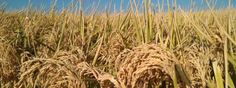 RECORDATORIO: COMUNICACIÓN INUNDACIÓN ARROZ